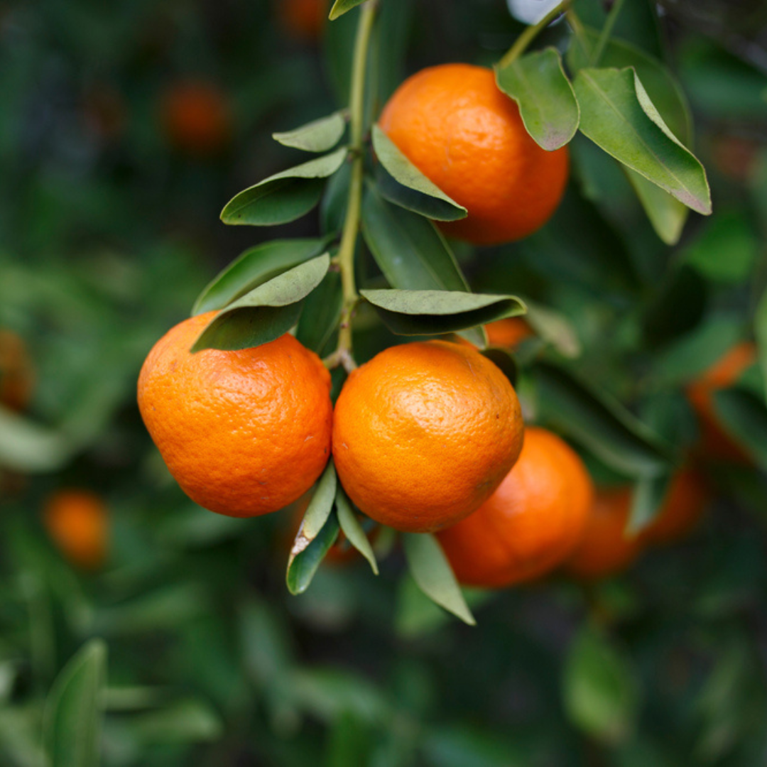 Ap-peel-ing Australian Mandarins