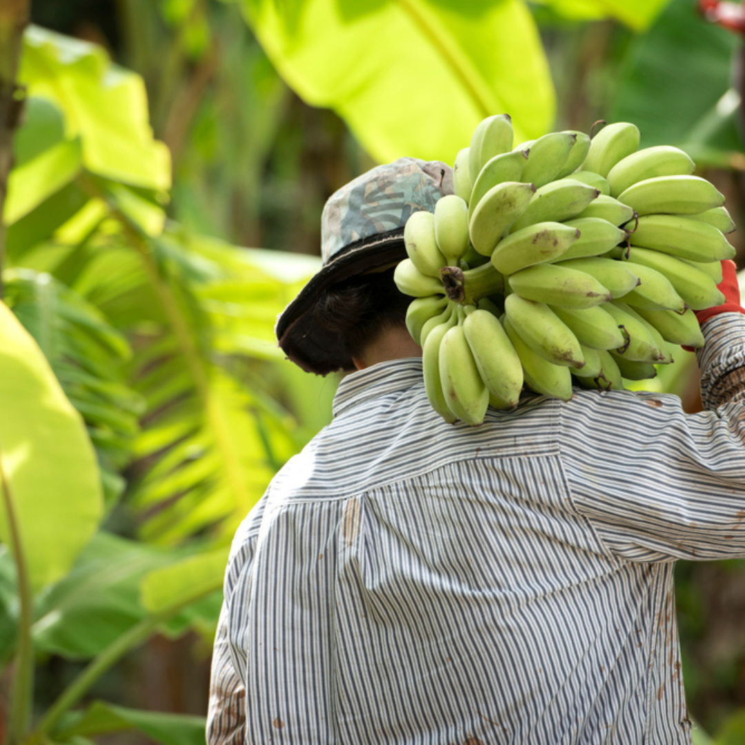 Queensland Bananas Update